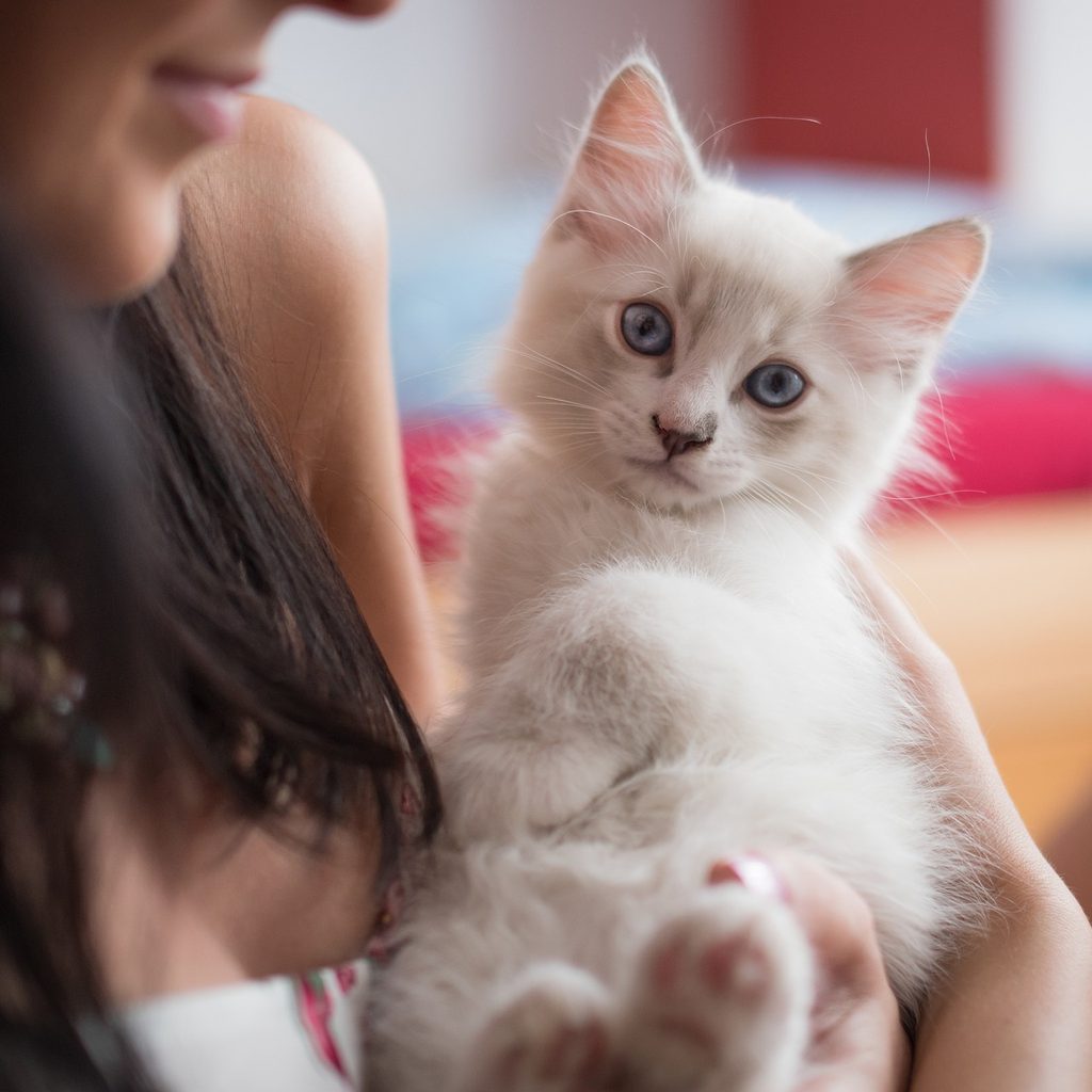 Woman holding a Ragdoll kitten