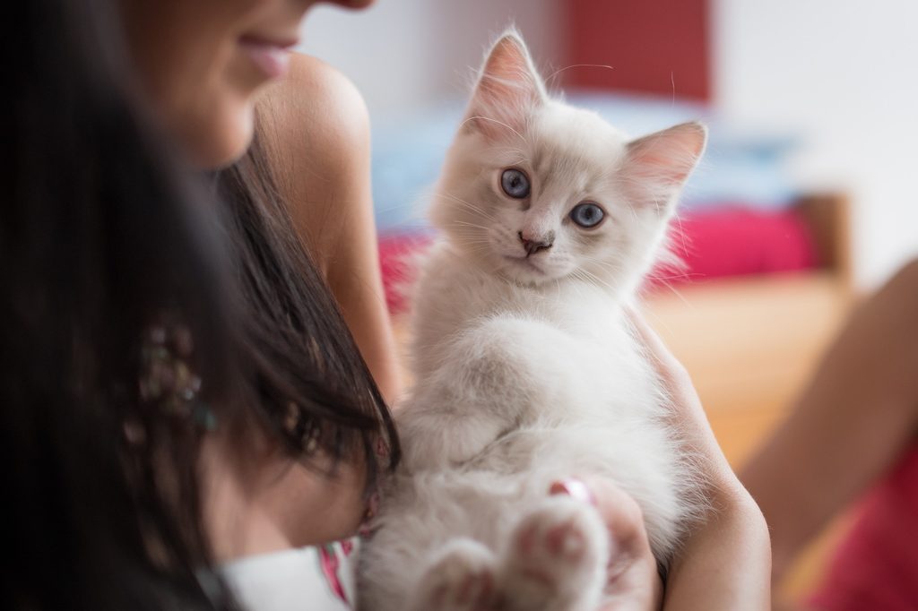 Woman holding a ragdoll kitten