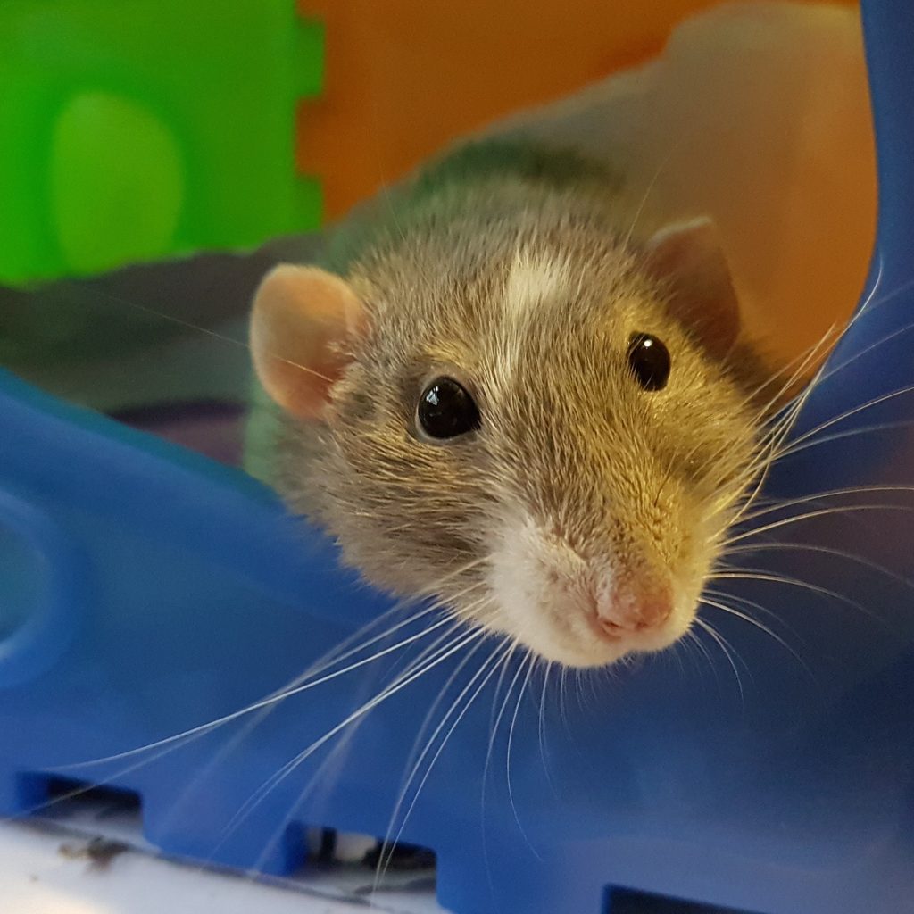 Rat sits inside her toy in her cage