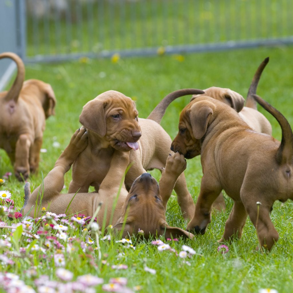 Rhodesian Ridgeback puppies playing in the grass