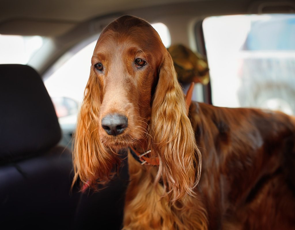 Sad Irish setter in a car.