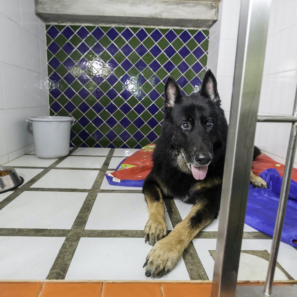 A Shepherd dog lies on the floor of a boarding kennel