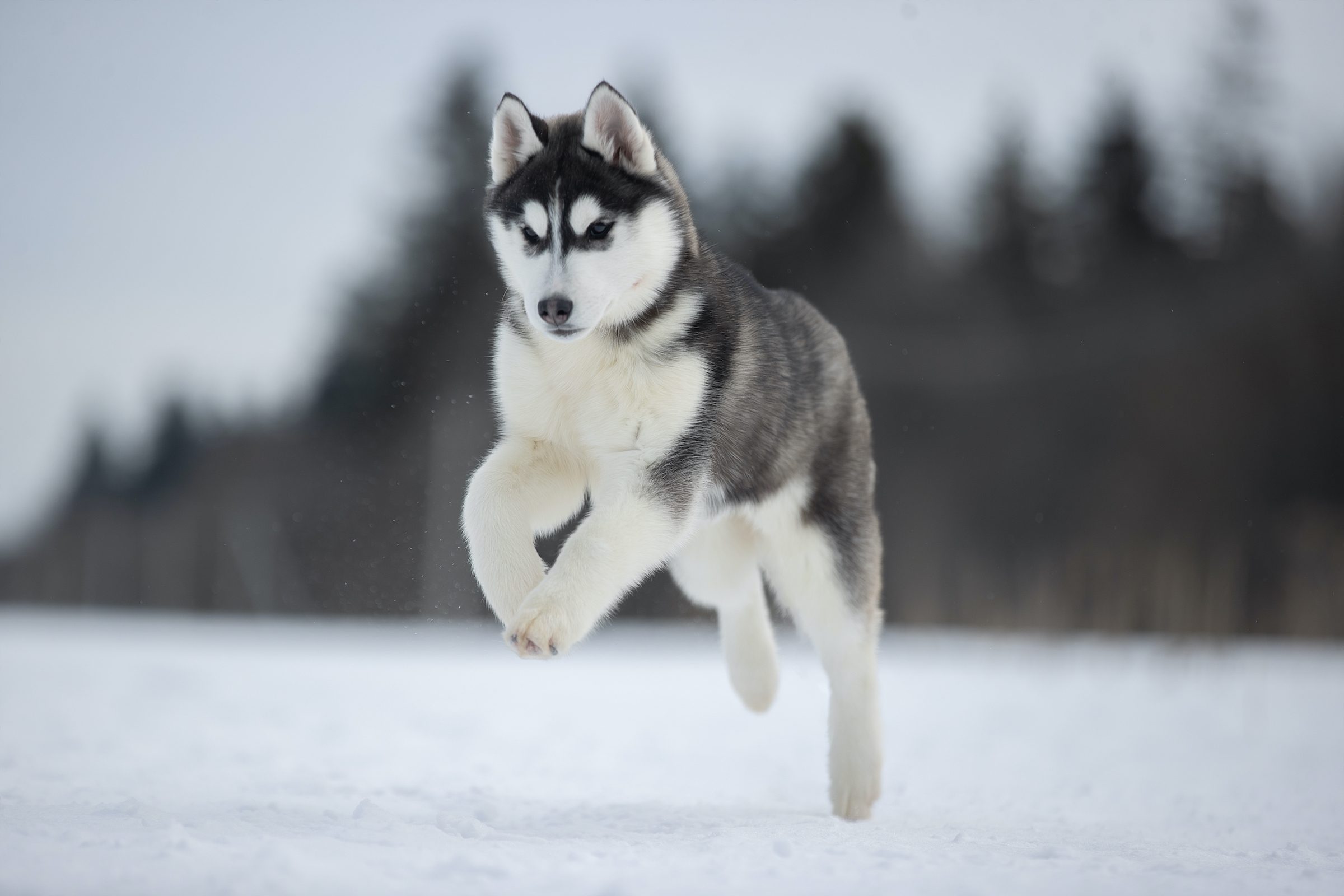 Understanding Your Husky's Body Language | PawTracks