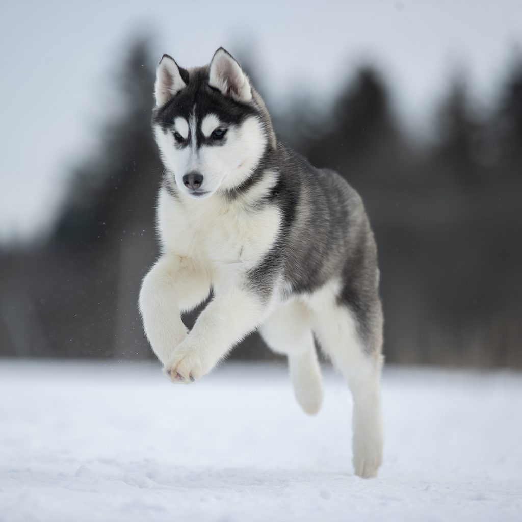 A husky jumps happily through the snow