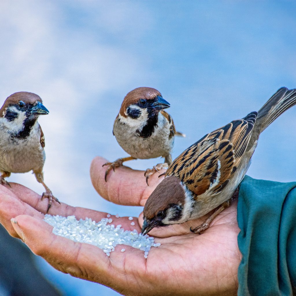 Sparrows eat rice out of a man's hand