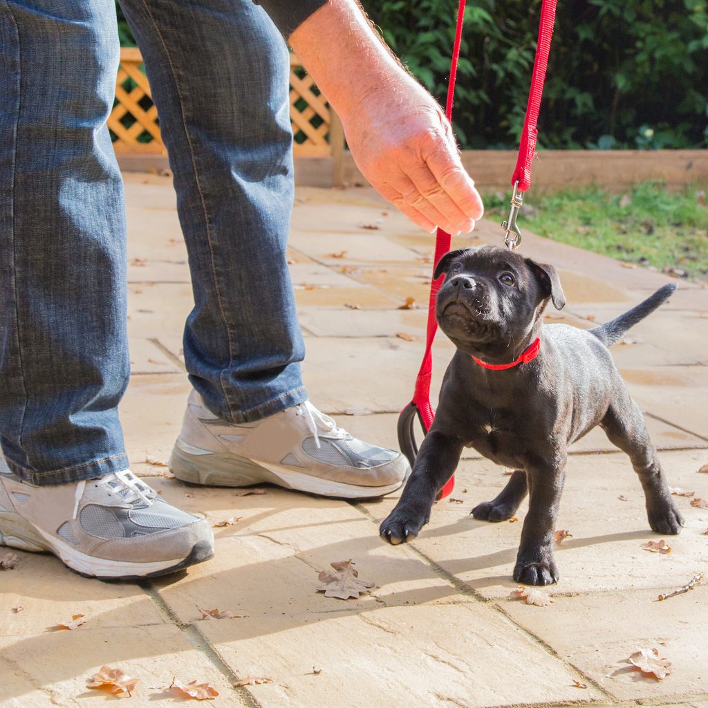 A man. holds a treat in front of a Staffordshire Bull Terrier puppy on a leash