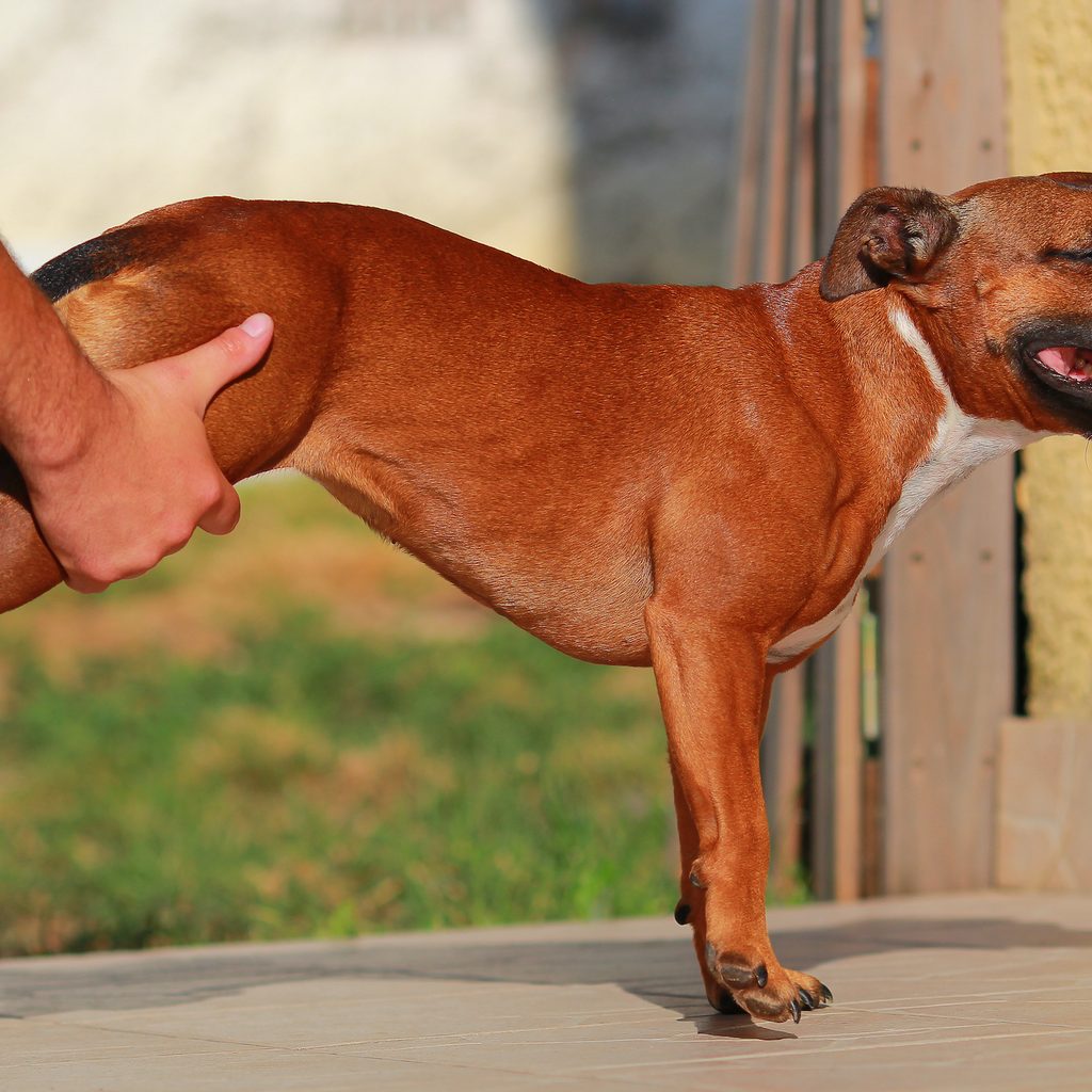 A Staffordshire Bull Terrier has his back legs stretched