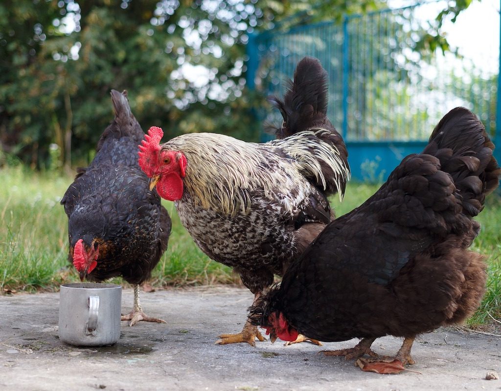 Three chickens eat while outside in their backyard