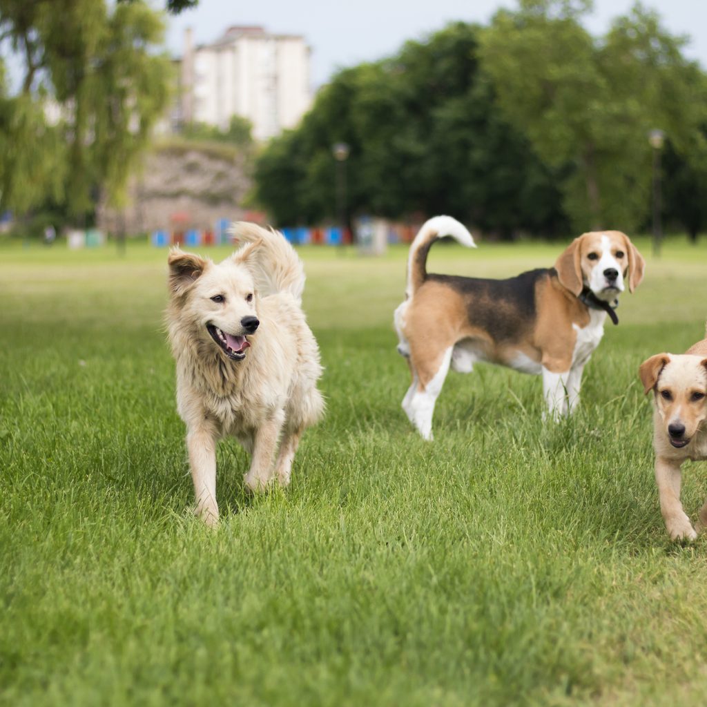 Three small dogs stand in the grass at a dog park