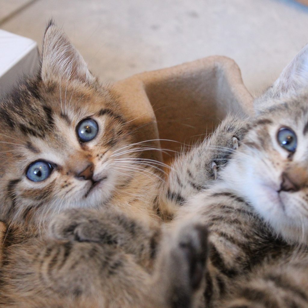 Two kittens playing in a cardboard container