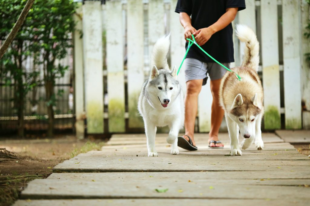 A man walks two Siberian Huskies in a neighborhood