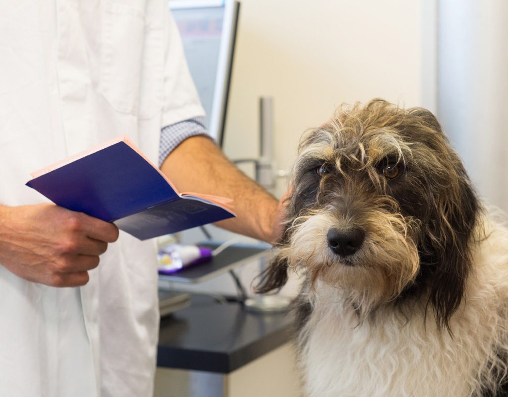 Veterinarian checking health records while dog looks on.