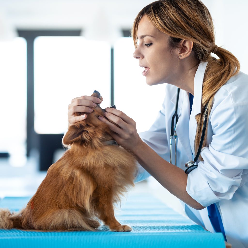 A veterinarian looks into the mouth of a small dog who sits on a table