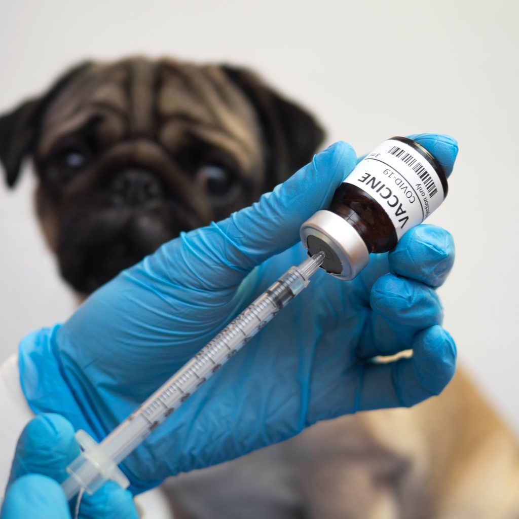 Someone in latex gloves pulls a vaccine into a syringe while a Pug waits in the background