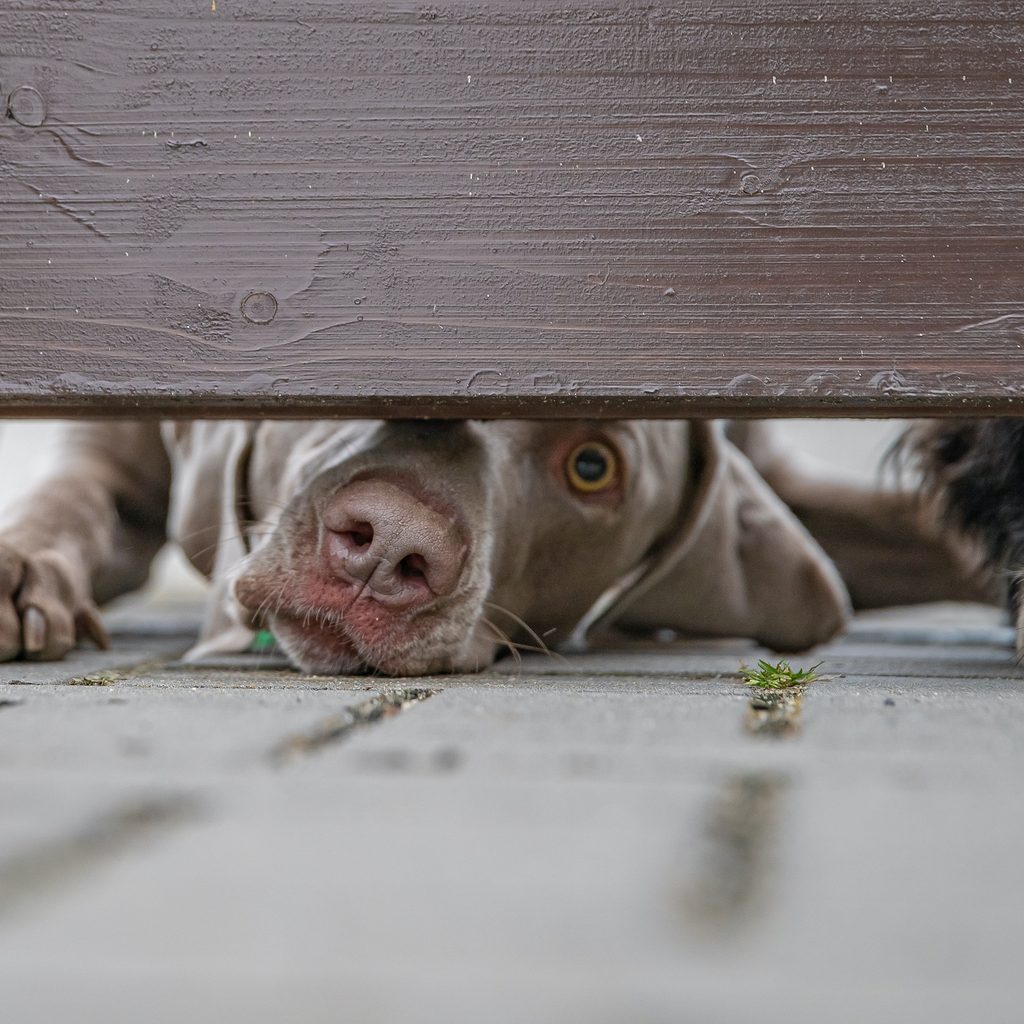 Two dogs crouch and peek beneath the fence