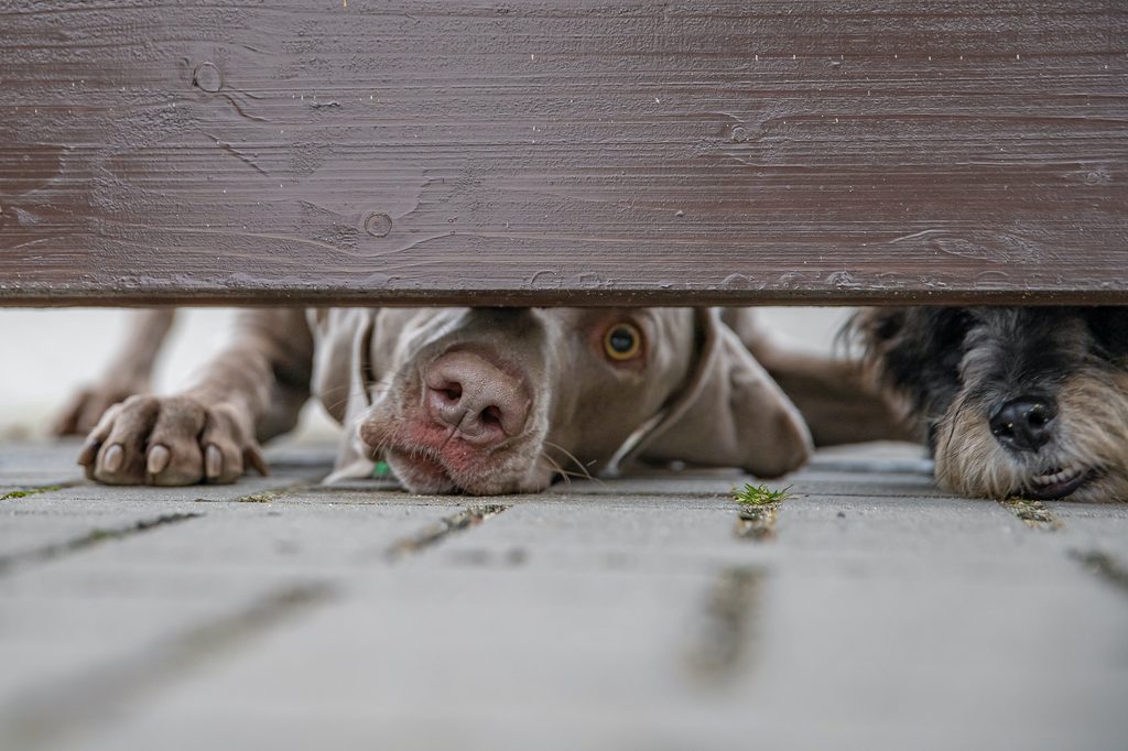 Two dogs crouch and peek beneath the fence