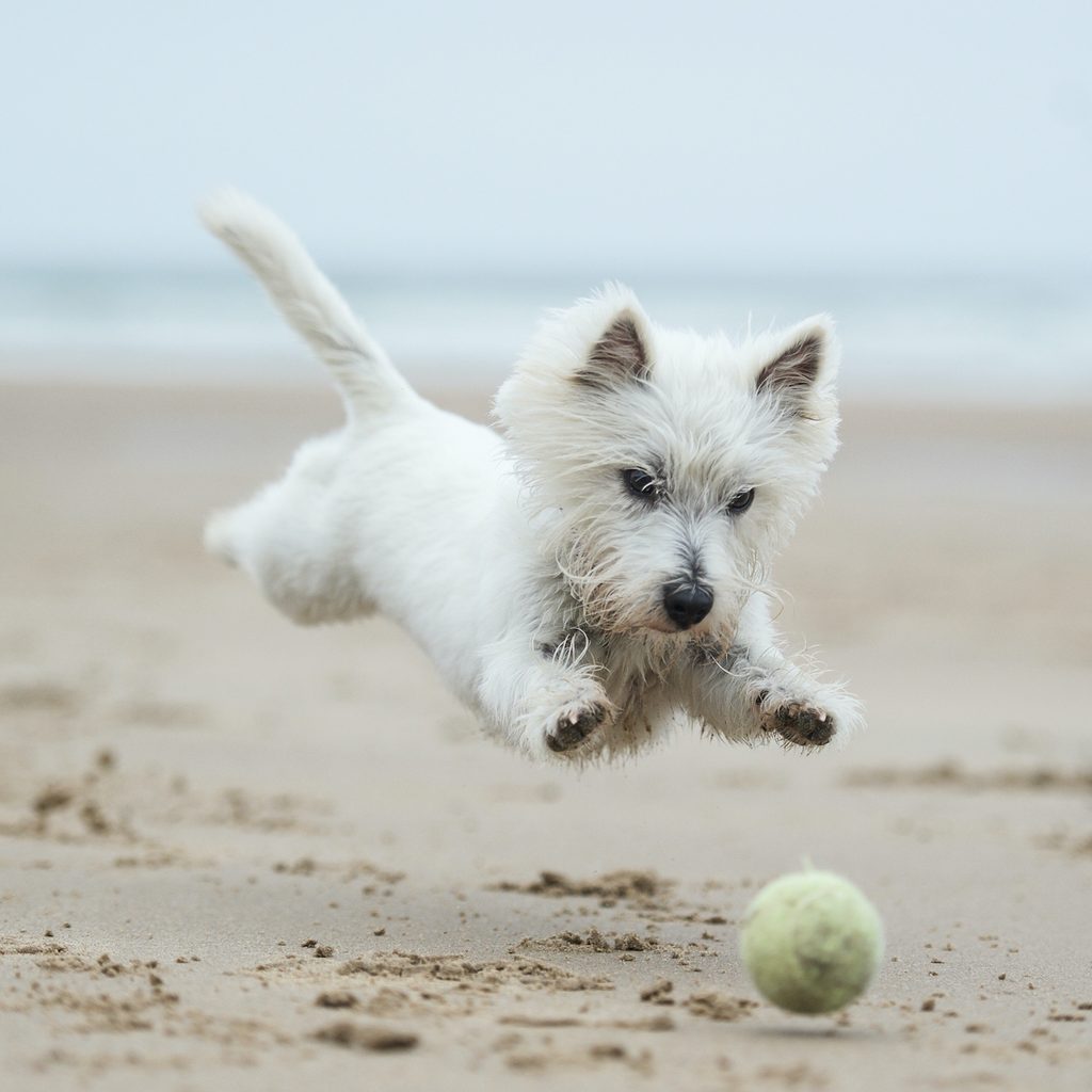 A West Highland White Terrier runs and jumps after a tennis ball on the beach