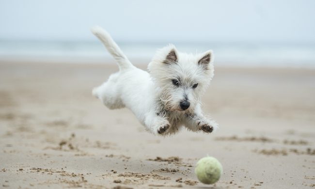 A West Highland white terrier runs and jumps after a tennis ball on the beach