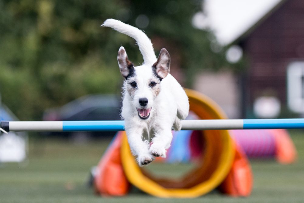 A white terrier jumps over a hurdle in a competition.