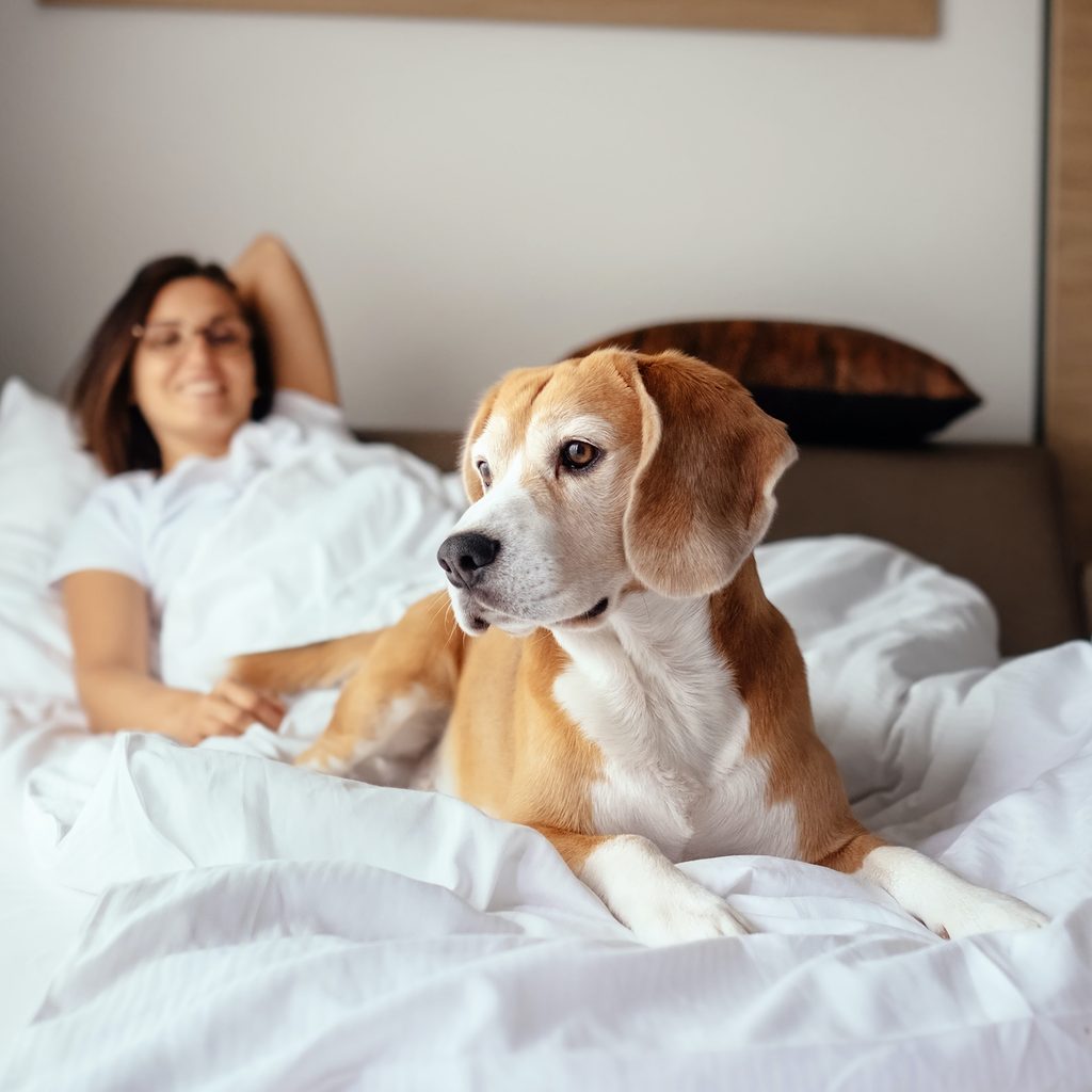 A woman and a beagle lie on a hotel room bed