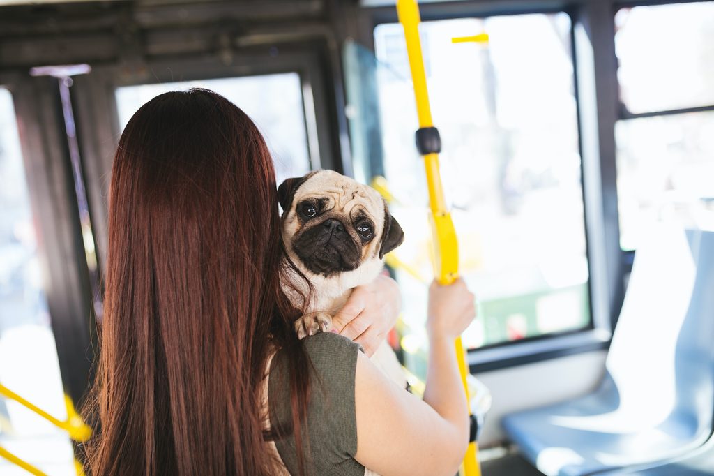 A woman with long hair holds a pug while riding on the city bus