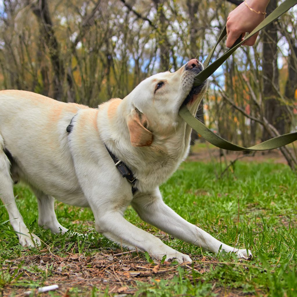 A yellow Labrador retriever bites and pulls on his leash