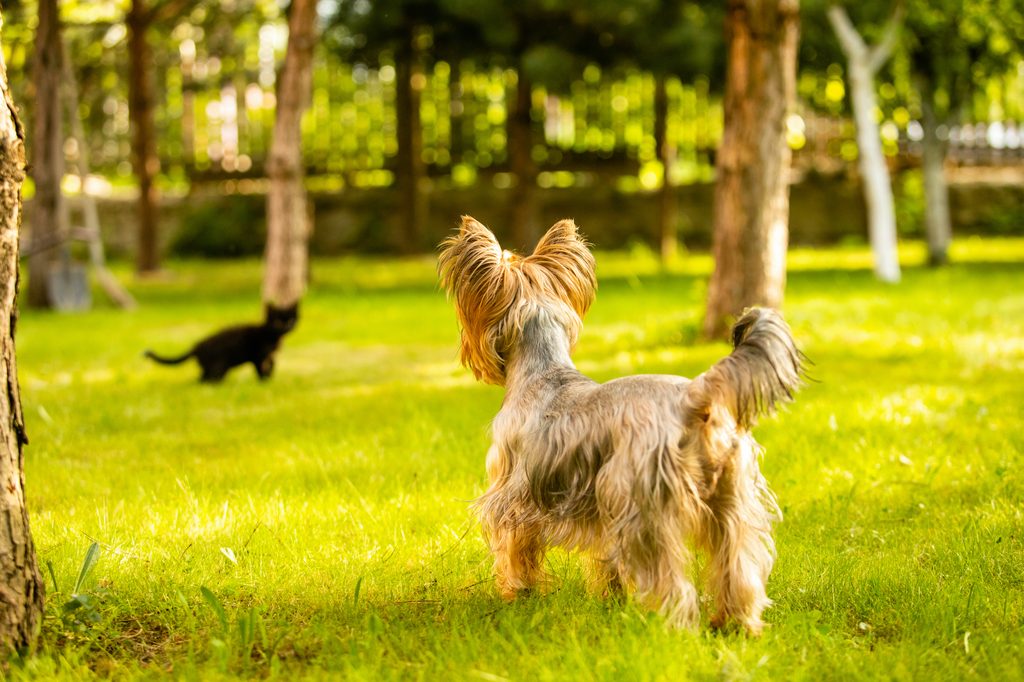 A Yorkshire Terrier watches a black cat in the backyard