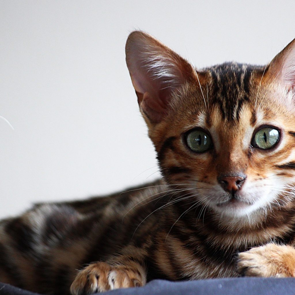 Young Bengal cat on a cat tree