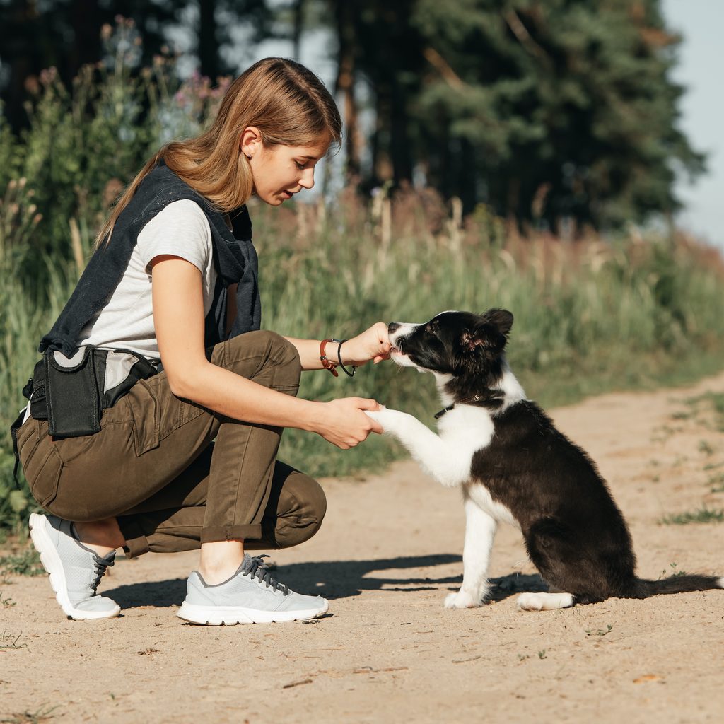 Girl training black and white border collie dog puppy