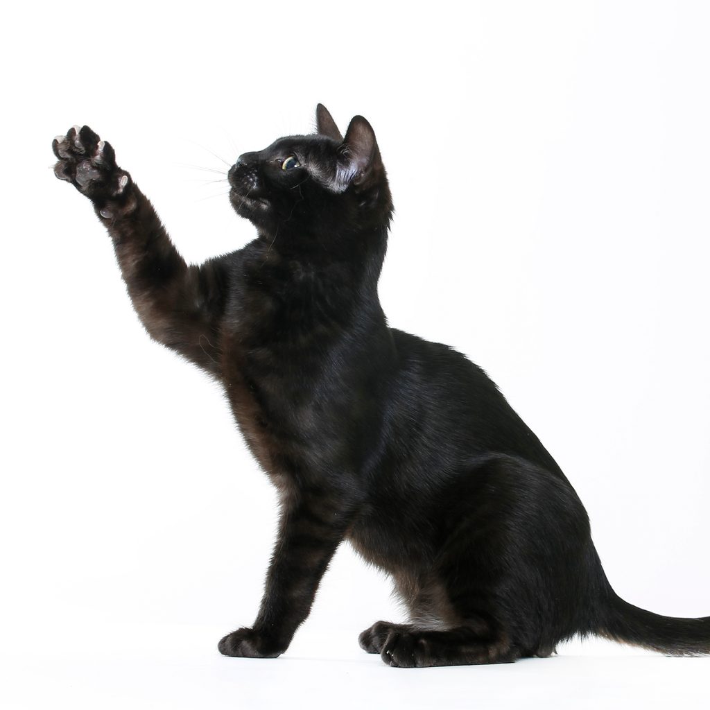 Studio shot of black Bengal cat