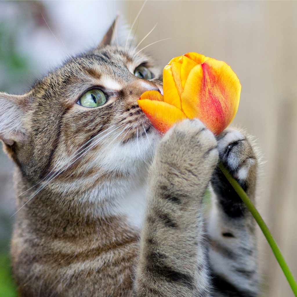 Cat smelling a flower