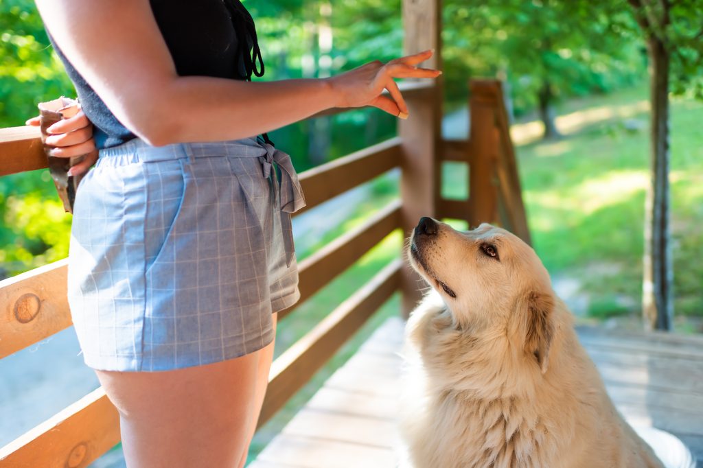 A Great Pyrenees gets a treat from his mom