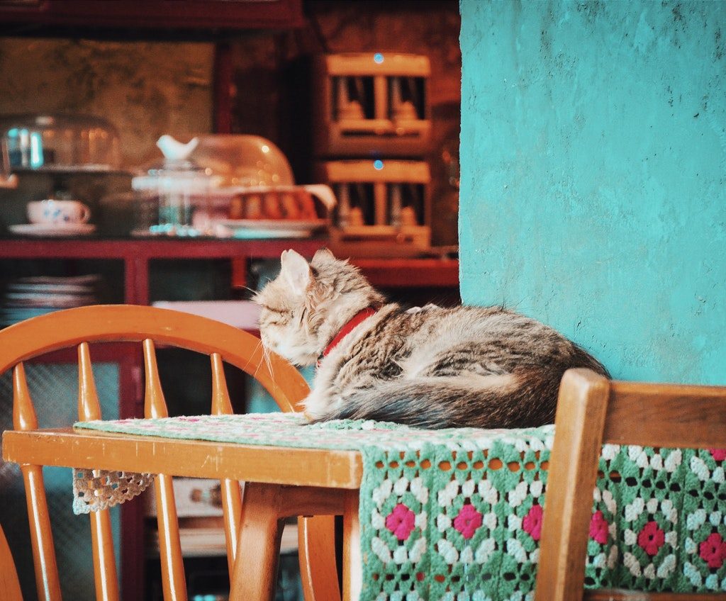 A long-haired cat wearing a red collar lying on a dining table