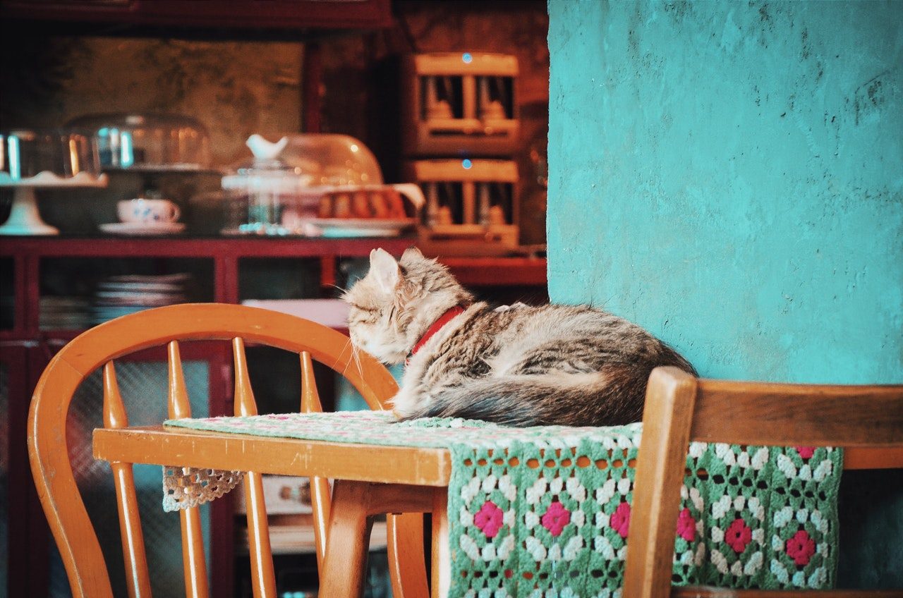 A long-haired cat wearing a red collar lying on a dining table.