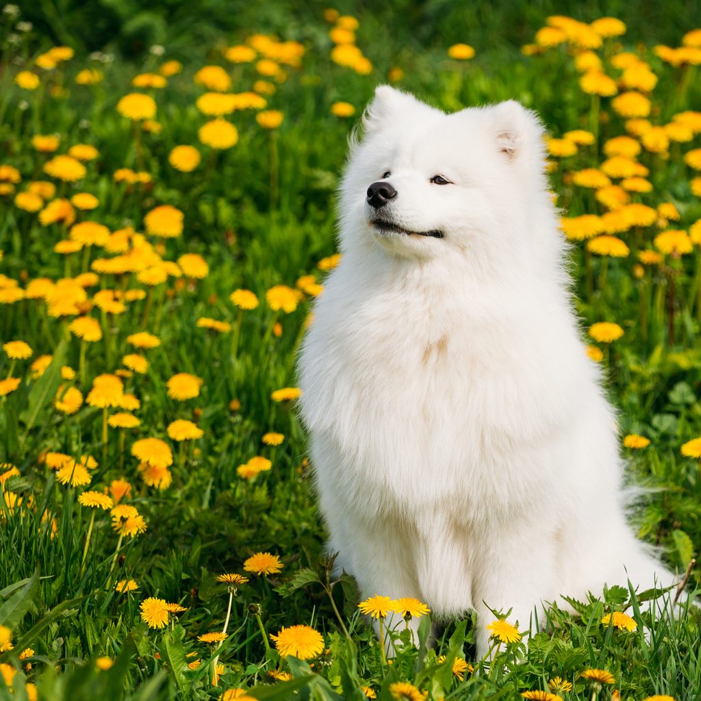 Samoyed dog in a field