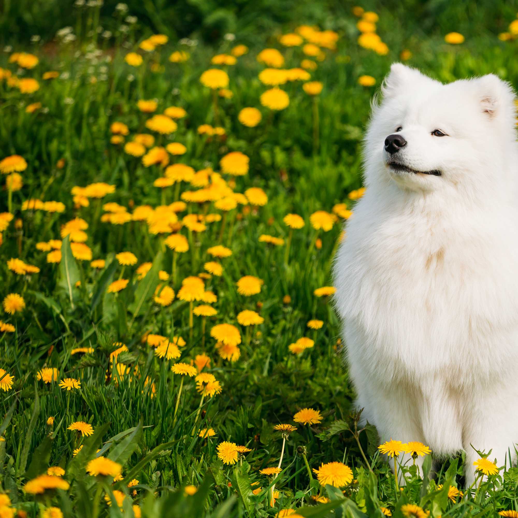 Samoyed dog in a field