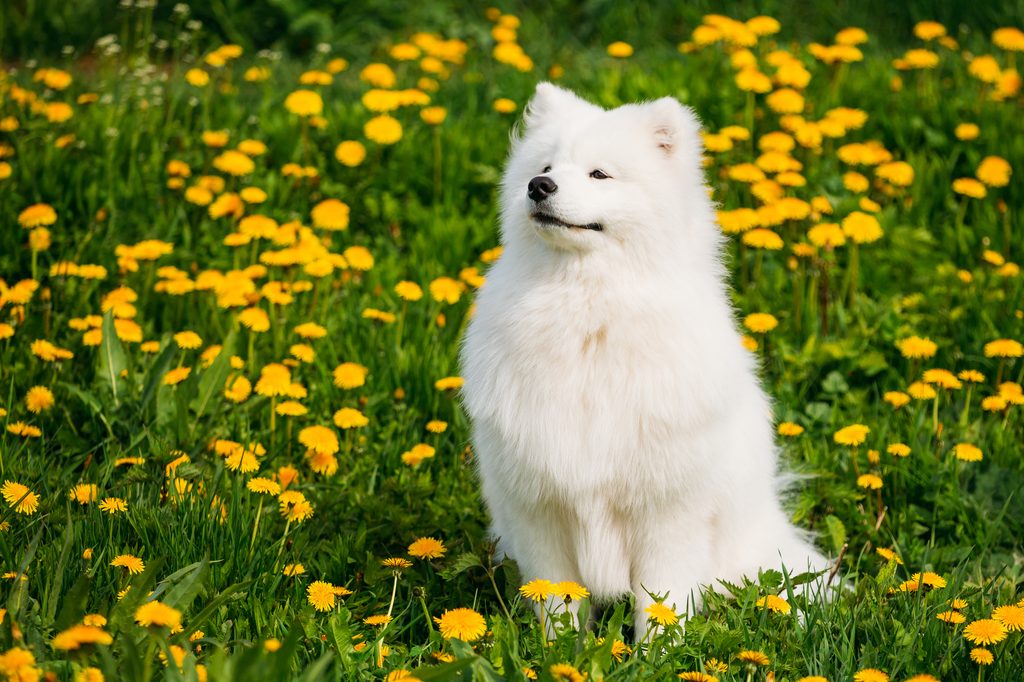 Samoyed dog in a field
