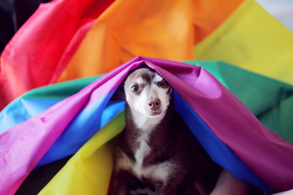 A Chihuahua sits under a rainbow Pride flag