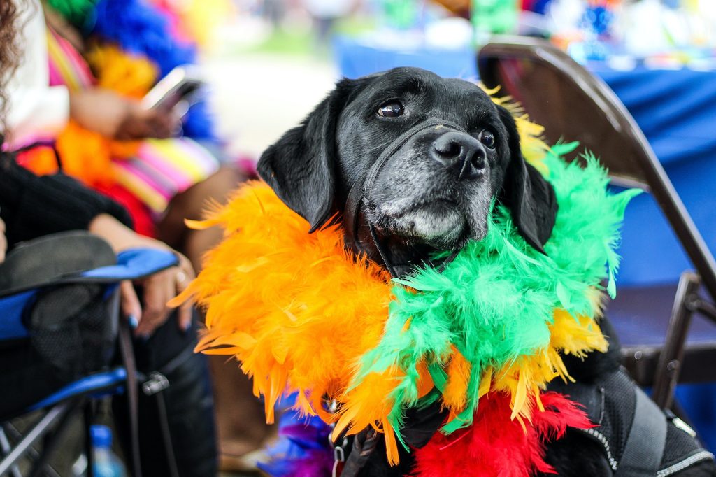 A Labrador Retriever attending a Pride Parade wears a rainbow feather boa
