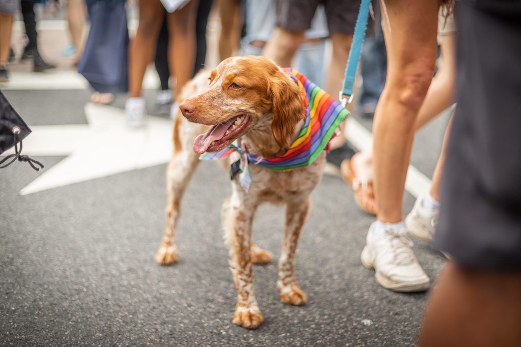 A white and brown dog wearing a rainbow bandana stands in a crowd of people