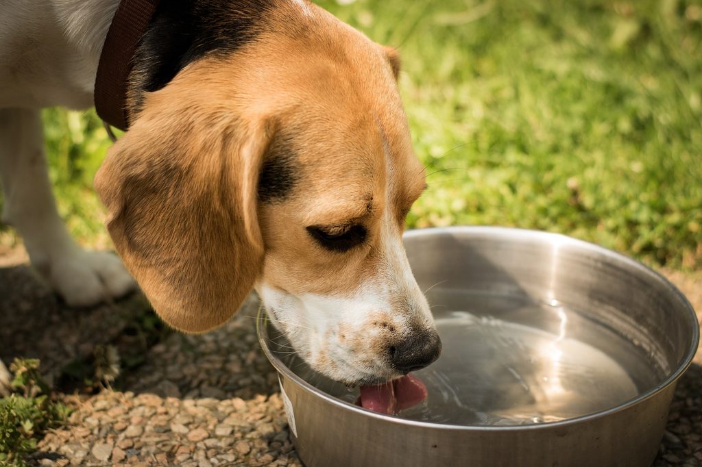 A Beagle drinks water from a stainless steel bowl outdoors