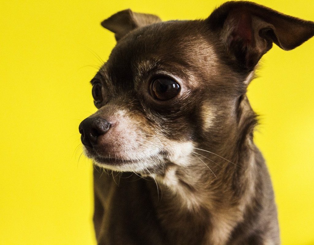 A black Chihuahua against a yellow backdrop