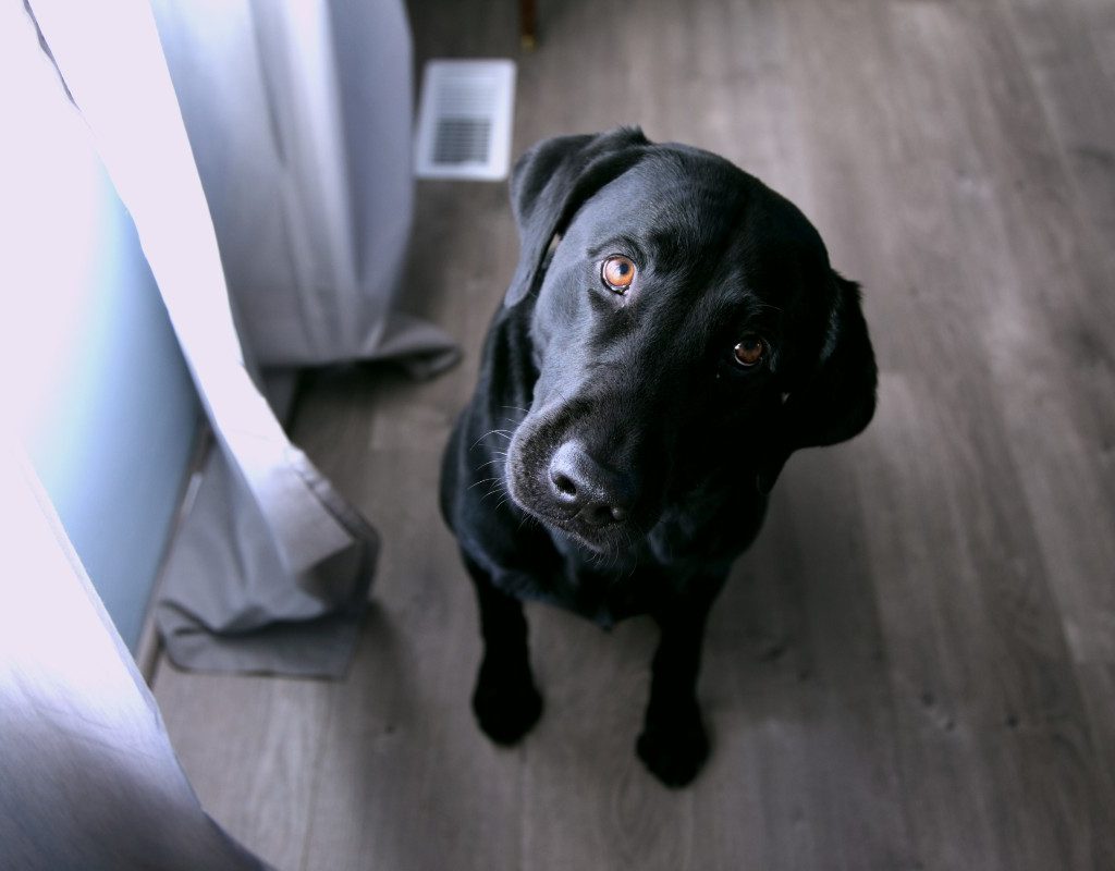 a black lab on a dark floor