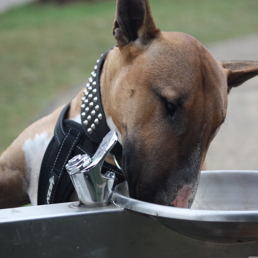 Bull terrier drinks from a park water fountain