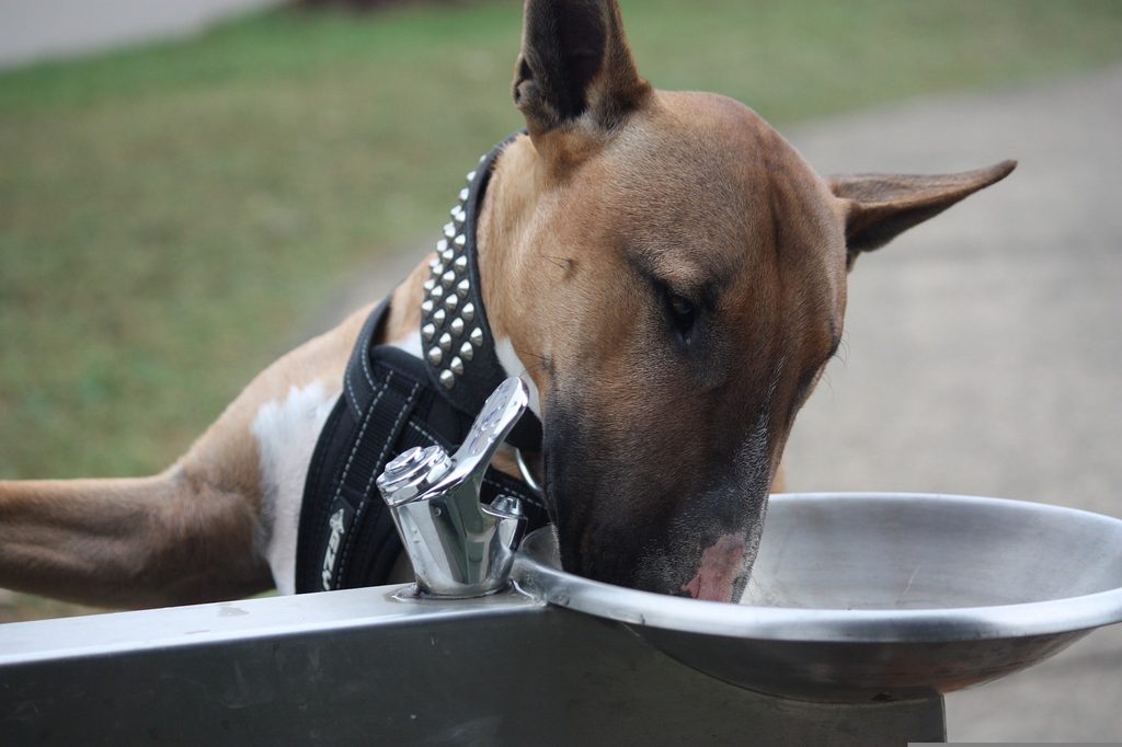 a bull terrier drinks from a park water fountain