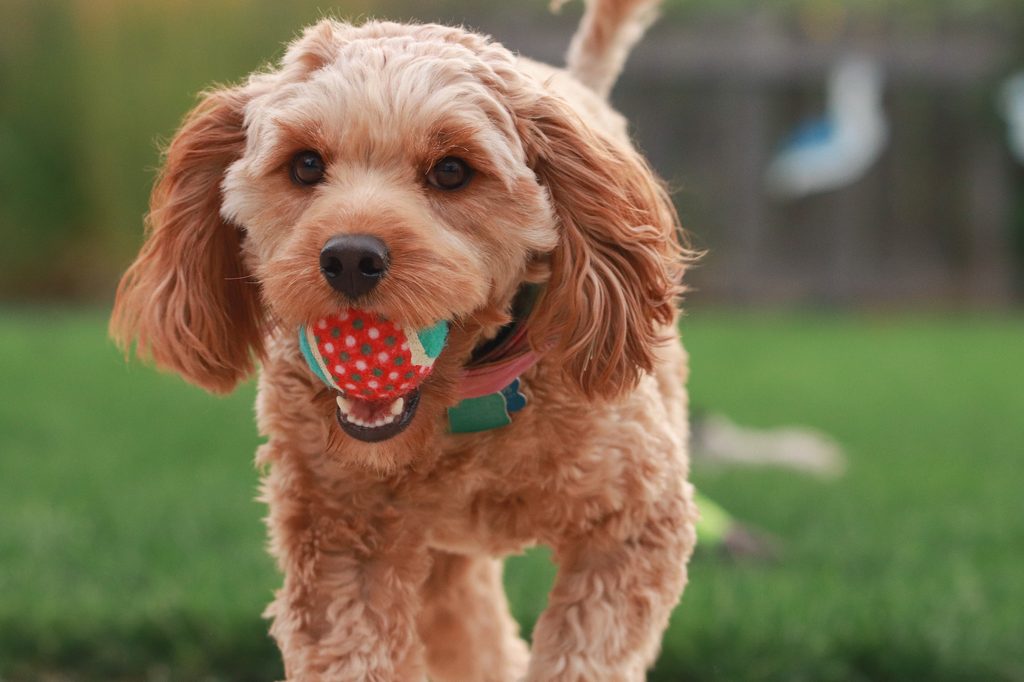 A cavapoo dog runs toward the camera while holding a ball in their mouth