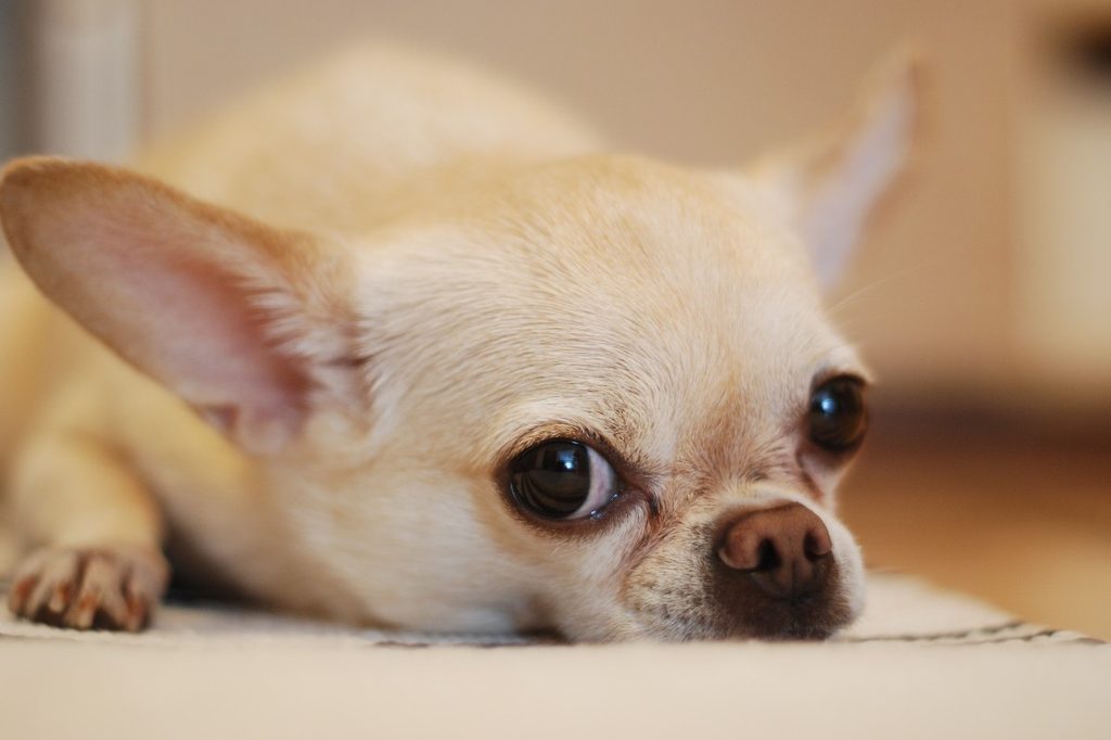 a light-colored chihuahua lying on the floor
