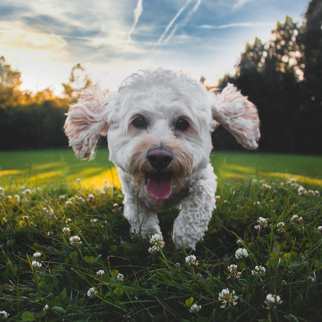 A cockapoo dog runs through a grassy field
