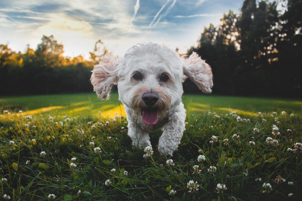 A cockapoo dog runs through a grassy field