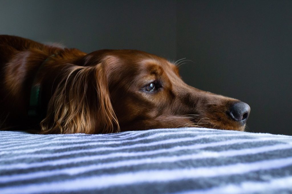 a red fox labrador retriever lying on a blue and white striped blanket